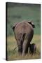 African Elephant Walking with Young-DLILLC-Stretched Canvas