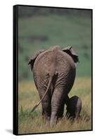 African Elephant Walking with Young-DLILLC-Framed Stretched Canvas
