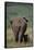 African Elephant Walking with Young-DLILLC-Framed Stretched Canvas