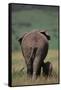 African Elephant Walking with Young-DLILLC-Framed Stretched Canvas