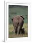 African Elephant Walking with Young-DLILLC-Framed Photographic Print