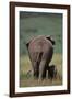 African Elephant Walking with Young-DLILLC-Framed Photographic Print