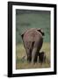 African Elephant Walking with Young-DLILLC-Framed Photographic Print