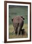 African Elephant Walking with Young-DLILLC-Framed Photographic Print