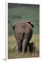 African Elephant Walking with Young-DLILLC-Framed Photographic Print