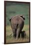 African Elephant Walking with Young-DLILLC-Framed Photographic Print