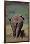 African Elephant Walking with Young-DLILLC-Framed Photographic Print