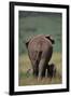 African Elephant Walking with Young-DLILLC-Framed Photographic Print