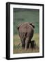 African Elephant Walking with Young-DLILLC-Framed Photographic Print