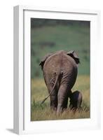 African Elephant Walking with Young-DLILLC-Framed Photographic Print
