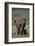 African Elephant Walking with Young-DLILLC-Framed Photographic Print