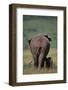 African Elephant Walking with Young-DLILLC-Framed Photographic Print