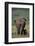 African Elephant Walking with Young-DLILLC-Framed Photographic Print