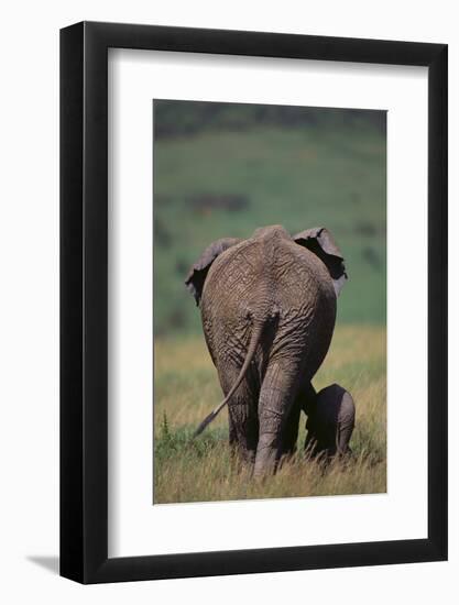 African Elephant Walking with Young-DLILLC-Framed Photographic Print