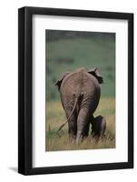 African Elephant Walking with Young-DLILLC-Framed Photographic Print