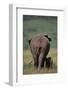 African Elephant Walking with Young-DLILLC-Framed Photographic Print