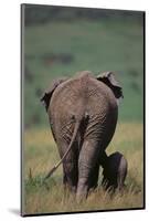 African Elephant Walking with Young-DLILLC-Mounted Photographic Print