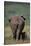 African Elephant Walking with Young-DLILLC-Stretched Canvas