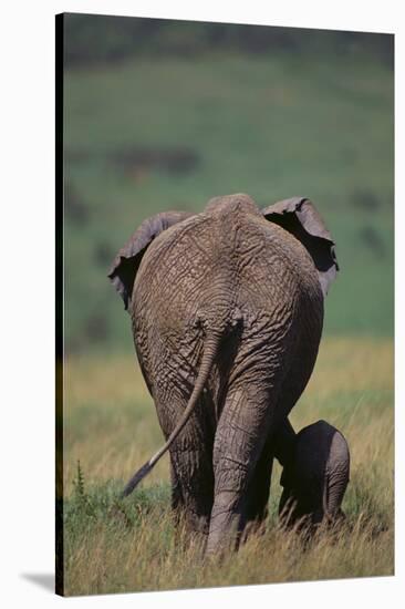 African Elephant Walking with Young-DLILLC-Stretched Canvas
