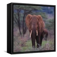 African Elephant Walking-DLILLC-Framed Stretched Canvas