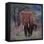 African Elephant Walking-DLILLC-Framed Stretched Canvas