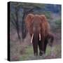 African Elephant Walking-DLILLC-Stretched Canvas