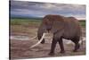 African Elephant Walking-DLILLC-Stretched Canvas