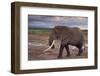 African Elephant Walking-DLILLC-Framed Photographic Print