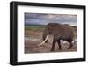 African Elephant Walking-DLILLC-Framed Photographic Print