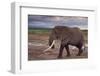 African Elephant Walking-DLILLC-Framed Photographic Print