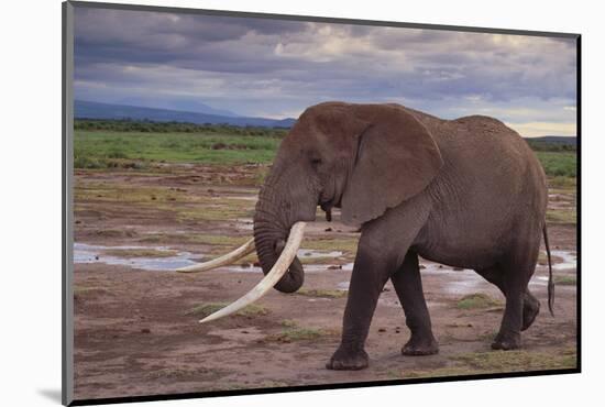 African Elephant Walking-DLILLC-Mounted Photographic Print