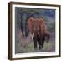 African Elephant Walking-DLILLC-Framed Photographic Print