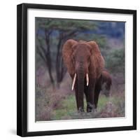 African Elephant Walking-DLILLC-Framed Photographic Print