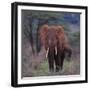 African Elephant Walking-DLILLC-Framed Photographic Print