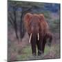 African Elephant Walking-DLILLC-Mounted Photographic Print