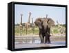 African Elephant, Warning Posture Display at Waterhole with Giraffe, Etosha National Park, Namibia-Tony Heald-Framed Stretched Canvas