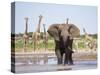 African Elephant, Warning Posture Display at Waterhole with Giraffe, Etosha National Park, Namibia-Tony Heald-Stretched Canvas