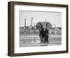 African Elephant, Warning Posture Display at Waterhole with Giraffe, Etosha National Park, Namibia-Tony Heald-Framed Premium Photographic Print