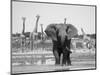 African Elephant, Warning Posture Display at Waterhole with Giraffe, Etosha National Park, Namibia-Tony Heald-Mounted Premium Photographic Print