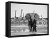 African Elephant, Warning Posture Display at Waterhole with Giraffe, Etosha National Park, Namibia-Tony Heald-Framed Stretched Canvas