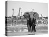 African Elephant, Warning Posture Display at Waterhole with Giraffe, Etosha National Park, Namibia-Tony Heald-Stretched Canvas