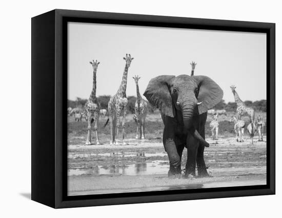 African Elephant, Warning Posture Display at Waterhole with Giraffe, Etosha National Park, Namibia-Tony Heald-Framed Stretched Canvas