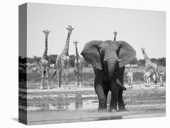 African Elephant, Warning Posture Display at Waterhole with Giraffe, Etosha National Park, Namibia-Tony Heald-Stretched Canvas