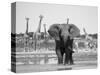 African Elephant, Warning Posture Display at Waterhole with Giraffe, Etosha National Park, Namibia-Tony Heald-Stretched Canvas