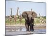 African Elephant, Warning Posture Display at Waterhole with Giraffe, Etosha National Park, Namibia-Tony Heald-Mounted Photographic Print