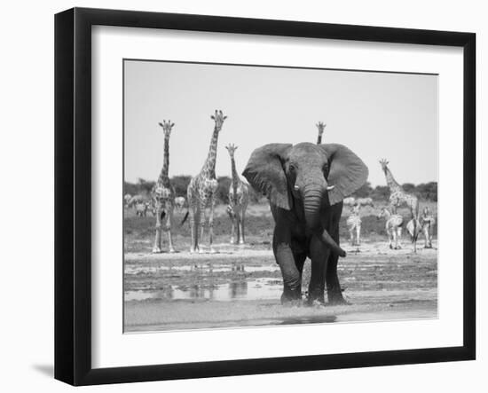 African Elephant, Warning Posture Display at Waterhole with Giraffe, Etosha National Park, Namibia-Tony Heald-Framed Photographic Print