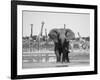 African Elephant, Warning Posture Display at Waterhole with Giraffe, Etosha National Park, Namibia-Tony Heald-Framed Photographic Print