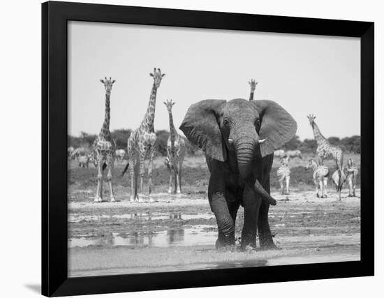 African Elephant, Warning Posture Display at Waterhole with Giraffe, Etosha National Park, Namibia-Tony Heald-Framed Photographic Print