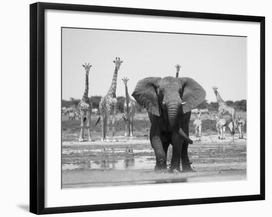 African Elephant, Warning Posture Display at Waterhole with Giraffe, Etosha National Park, Namibia-Tony Heald-Framed Photographic Print