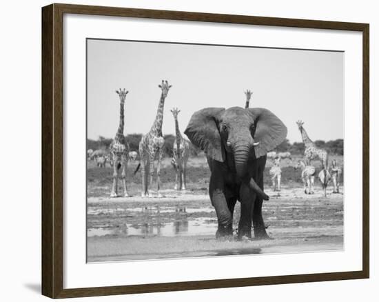 African Elephant, Warning Posture Display at Waterhole with Giraffe, Etosha National Park, Namibia-Tony Heald-Framed Photographic Print